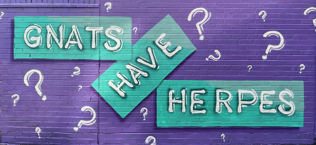 Gnats Have Herpes painted in dym lable maker font by street artist OMYDENO in Shoreditch